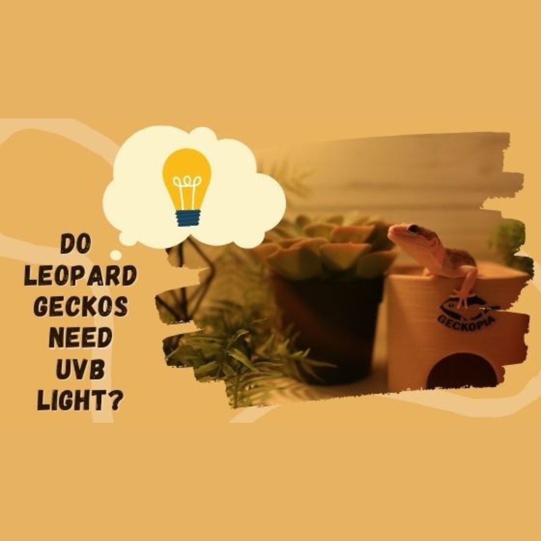 Do Leopard Geckos Need UVB light? Geckopia