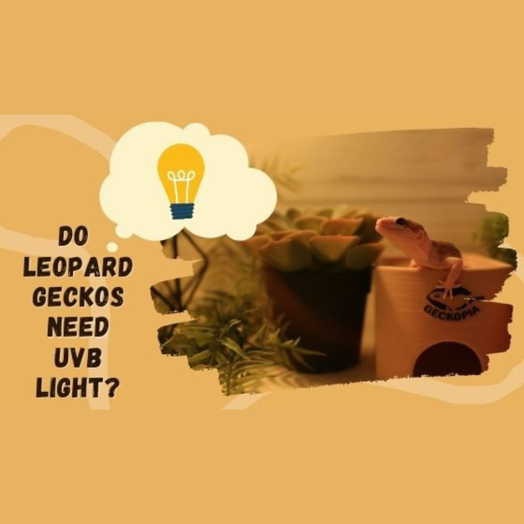 Do Leopard Geckos Need UVB light?