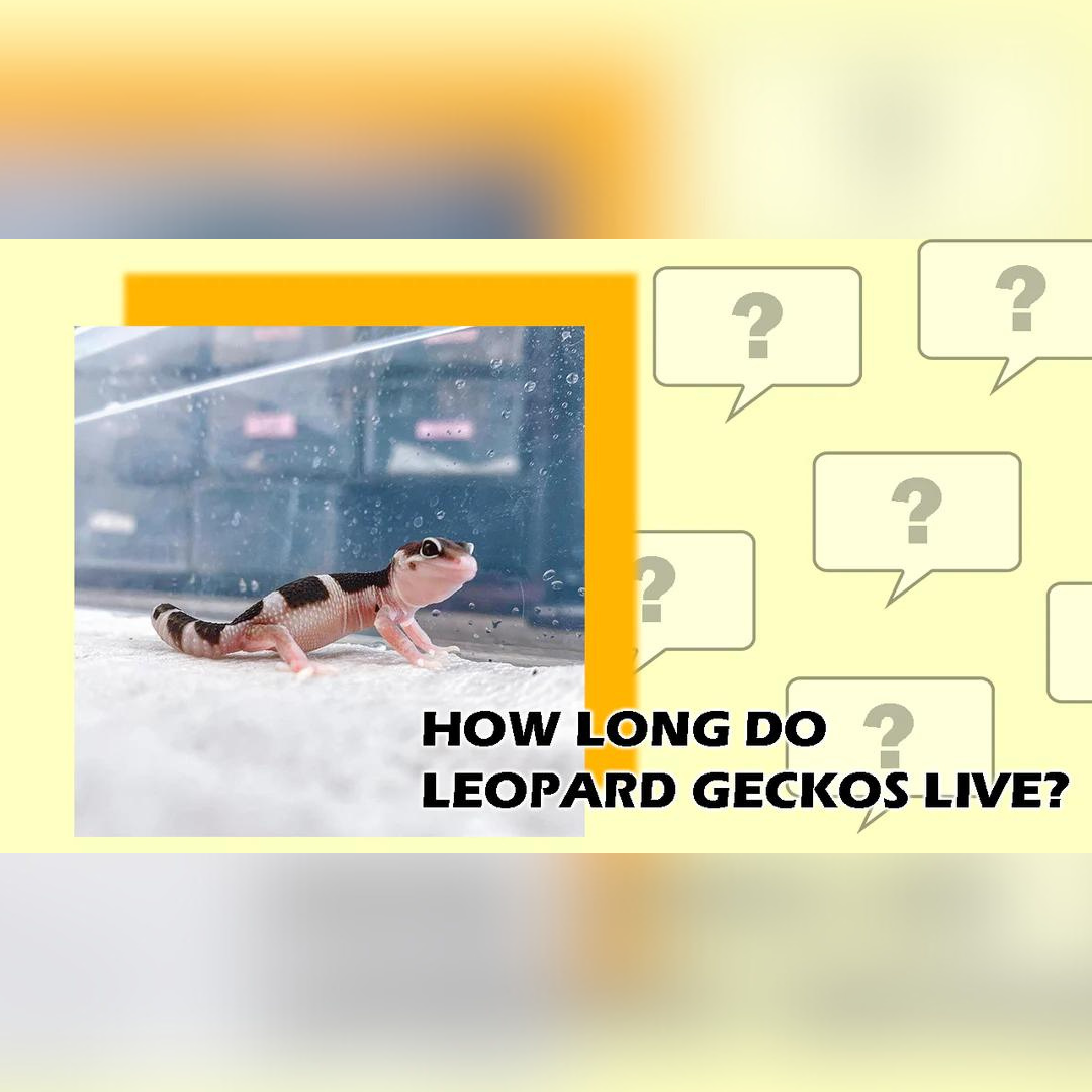 How Long Do Leopard Geckos Live?