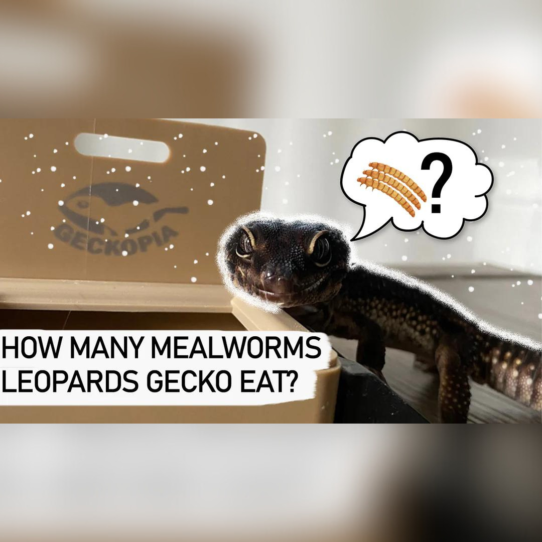 How Many Mealworms Can I Feed My Leopard Gecko?