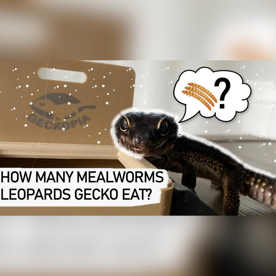 How Many Mealworms Can I Feed My Leopard Gecko? Geckopia