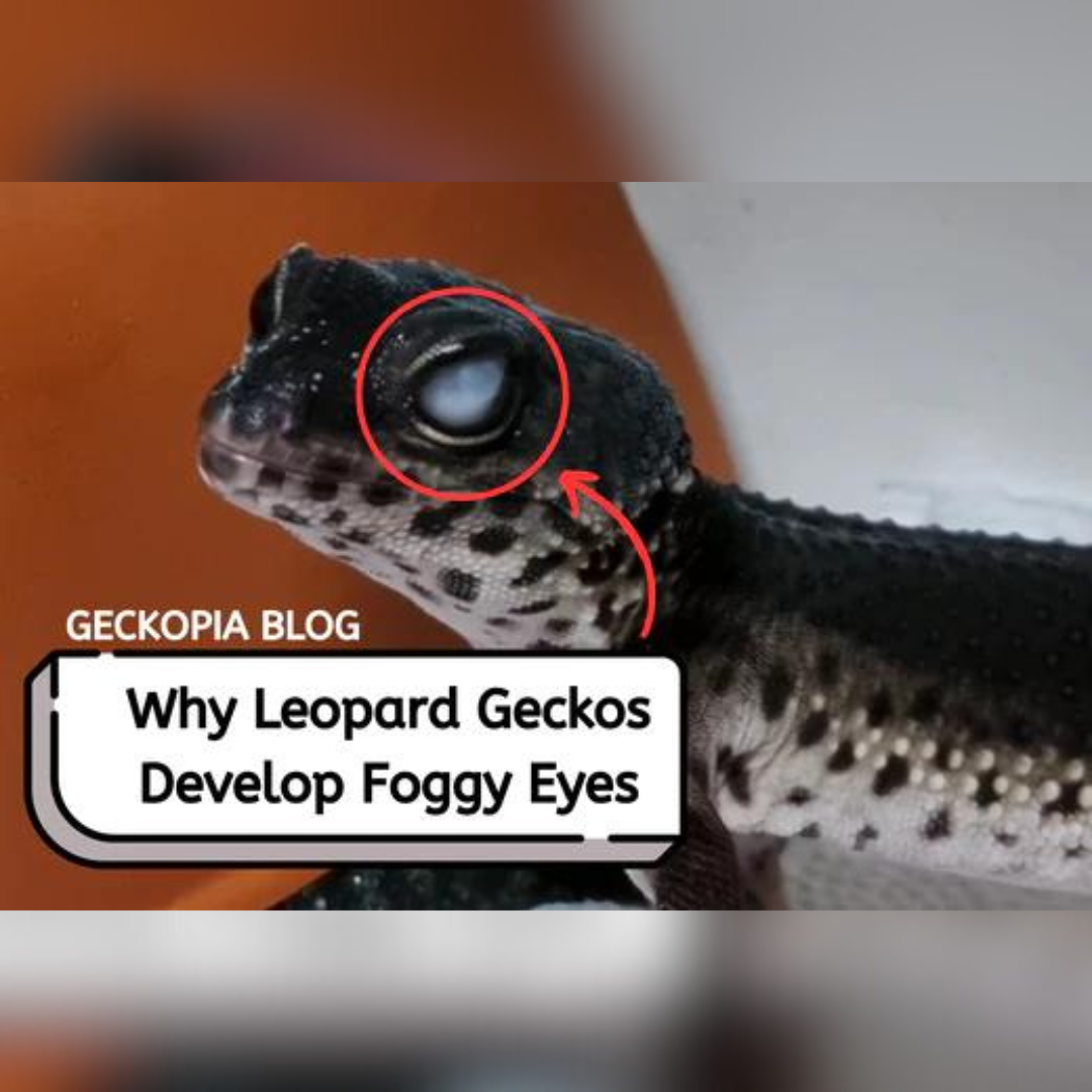Why Leopard Geckos Develop Foggy Eyes