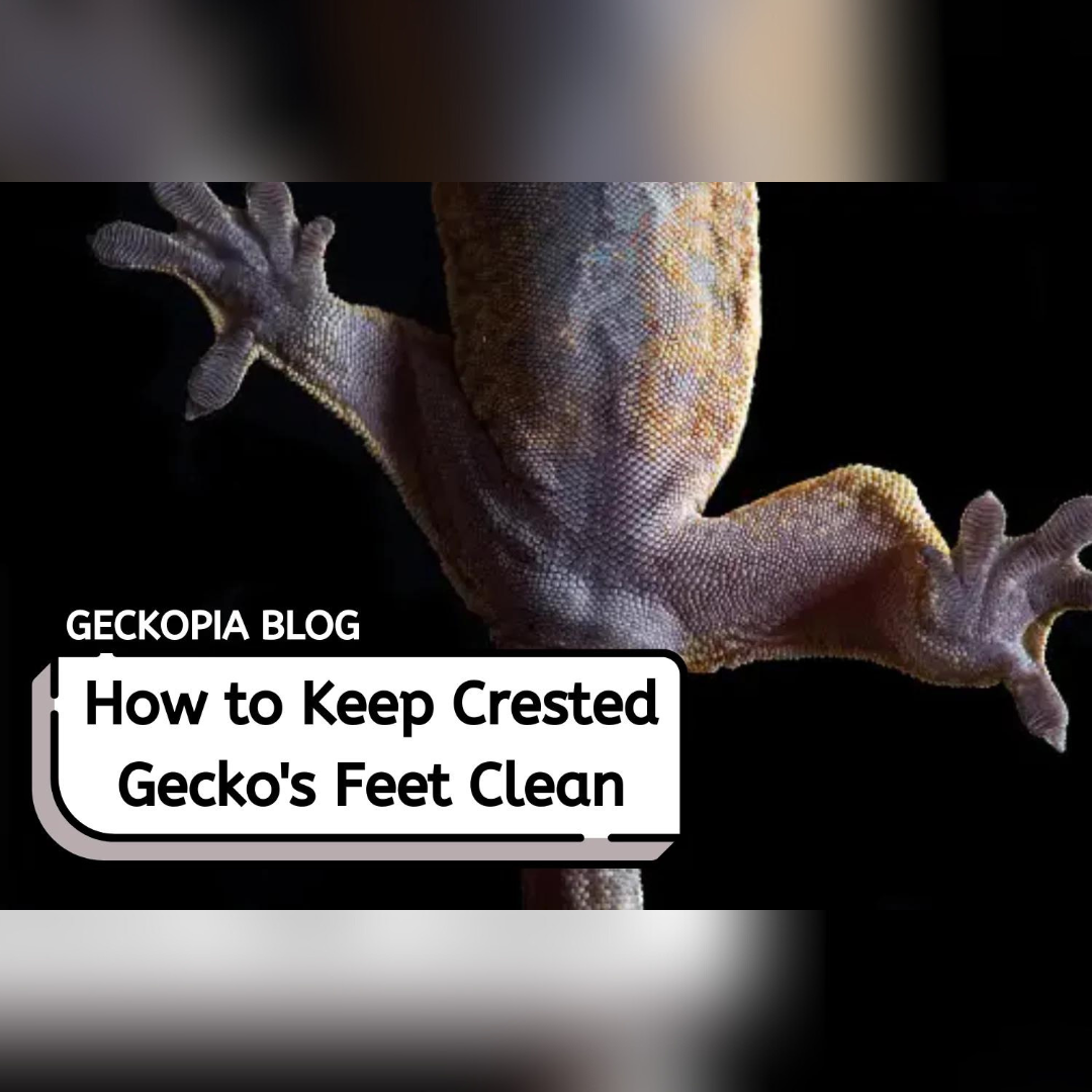 How to Keep Crested Gecko's Feet Healthy and Clean