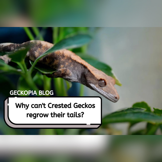 Why do crested geckos don't have the ability to regrow their tails?