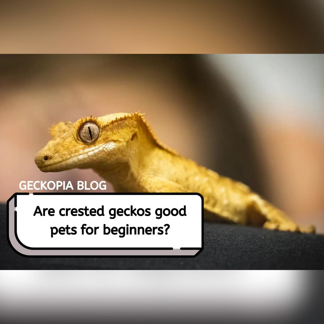 Are Crested Geckos Good Pets for Beginners?
