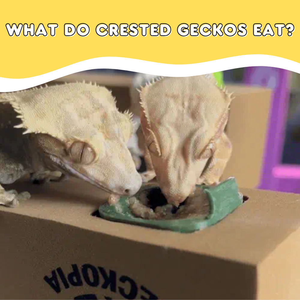 What Do Crested Geckos Eat?