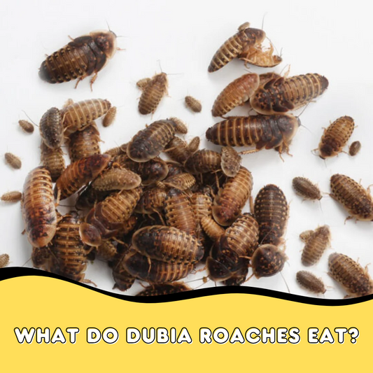What Do Dubia Roaches Eat?