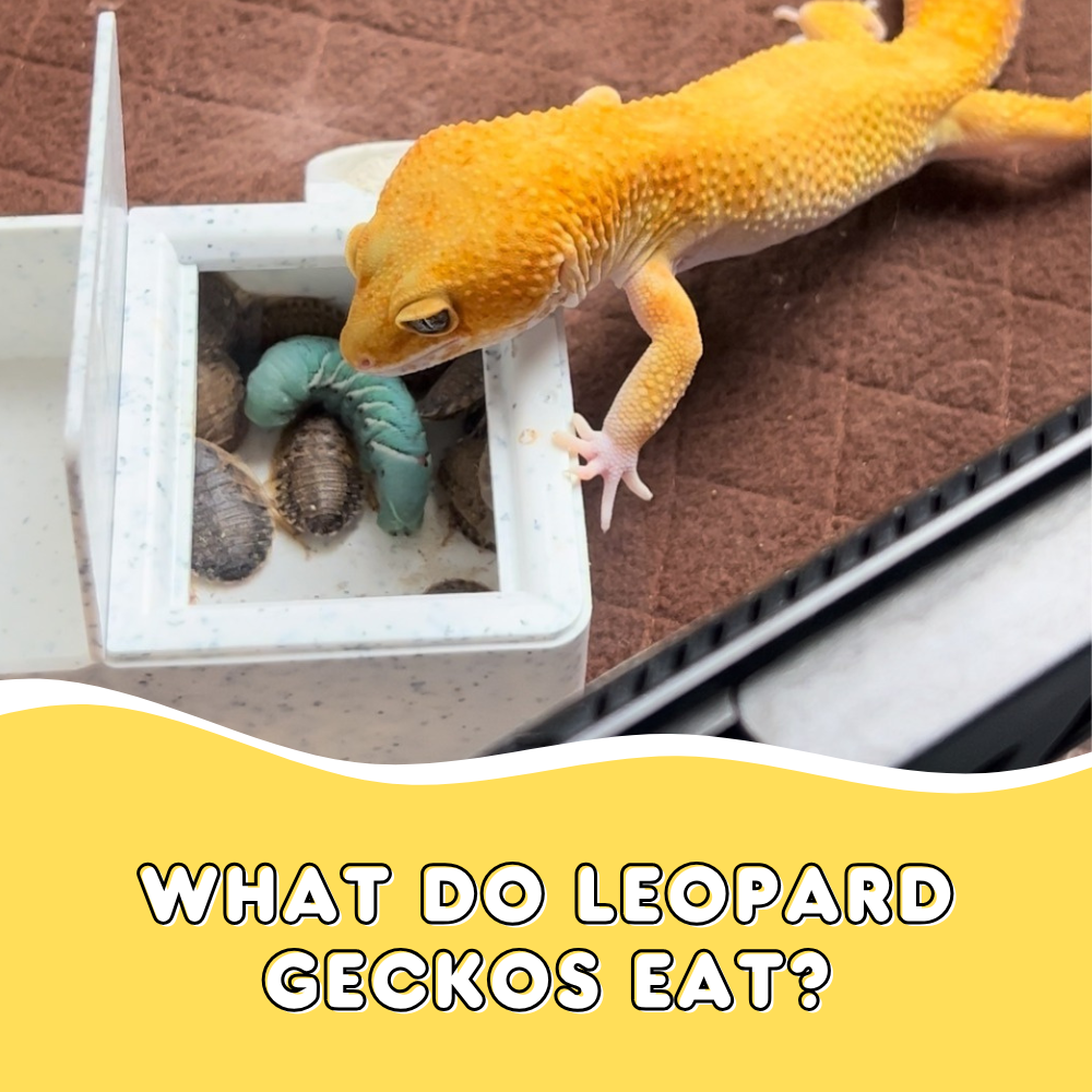 What Do Leopard Geckos Eat?