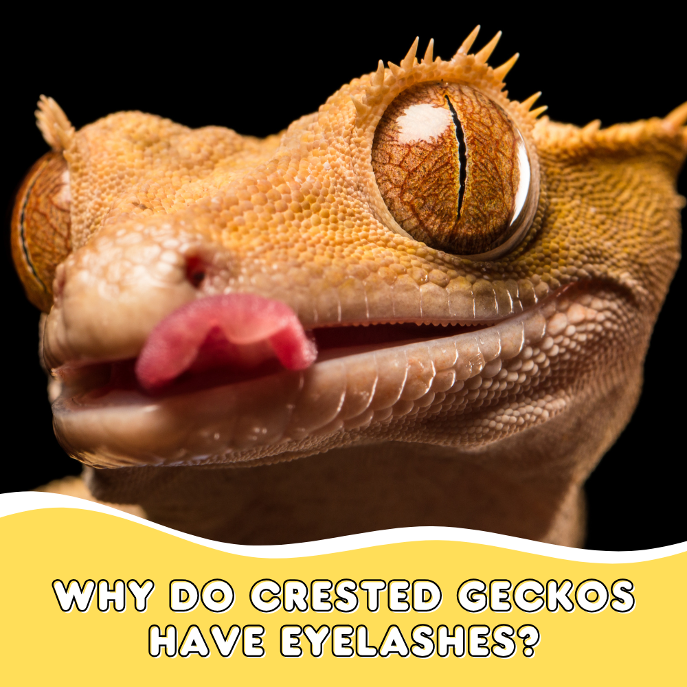 Why Do Crested Geckos Have Eyelashes?