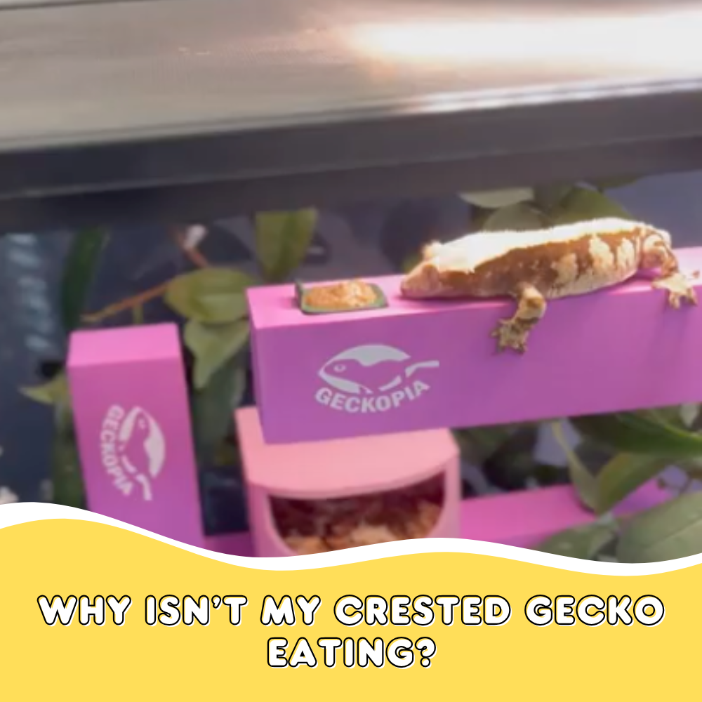 Why Isn’t My Crested Gecko Eating?