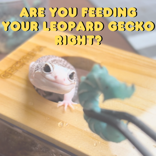 Are You Feeding Your Gecko Right?