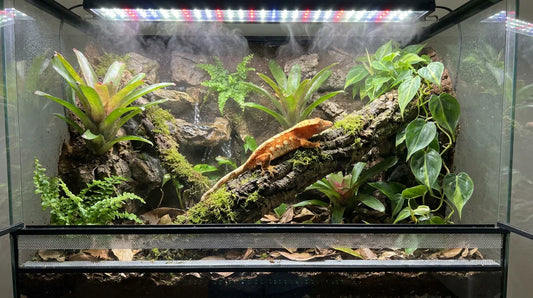 5 Best Vivarium Backgrounds for Crested Geckos