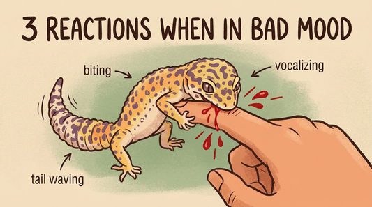 3 Bad Mood Reactions from Leopard Geckos You Should Know About