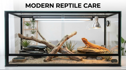 The Complete Bearded Dragon Care Guide