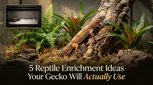 5 Reptile Enrichment Ideas Your Gecko Will Actually Use (Not Just Look At)