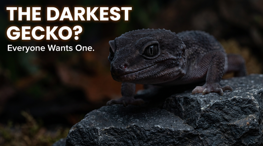 Black Night Leopard Gecko Morph 101