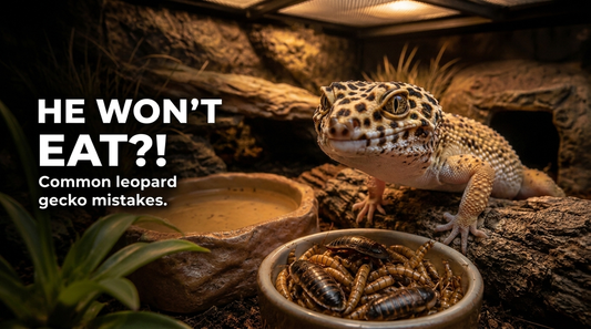 What to do if your leopard gecko is not eating?