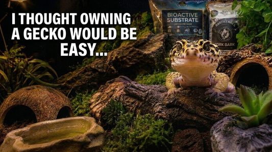 Things I Wish I Knew Before Owning a Gecko