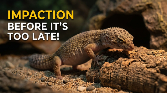 Stop Gecko Impaction Before It’s Too Late!