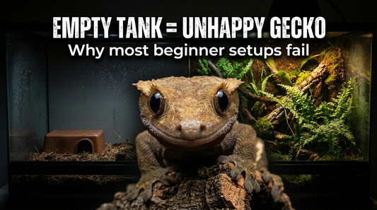 Gecko Enclosure Ideas That Actually Make Your Gecko More Active