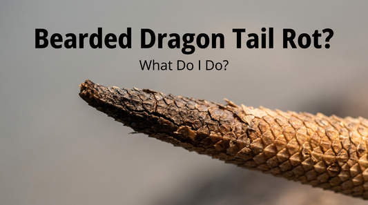 Bearded Dragon Tail Rot: What Do I Do?