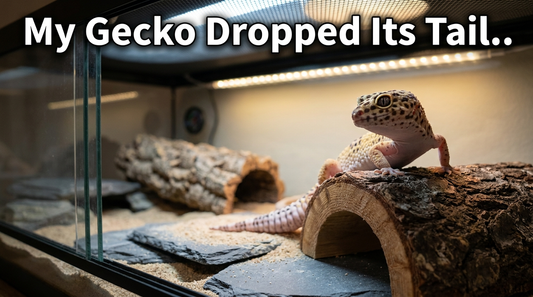 My Leopard Gecko Dropped Its Tail, What Should I Do?