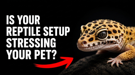 Common Reptile Setup Mistakes That Stress Your Pet