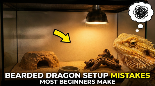 Bearded Dragon Tank Setup: Why Your Tank Might Be Boring Your Dragon