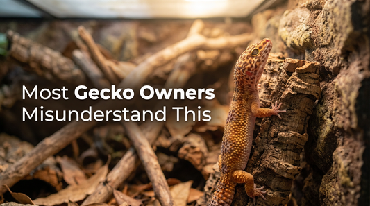 Do Leopard Geckos Like to Climb? (And Why Your Gecko Keeps Trying)