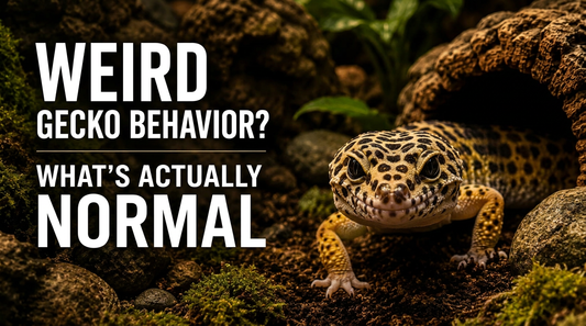 Leopard Gecko Behavior Concerns (And What’s Actually Normal)