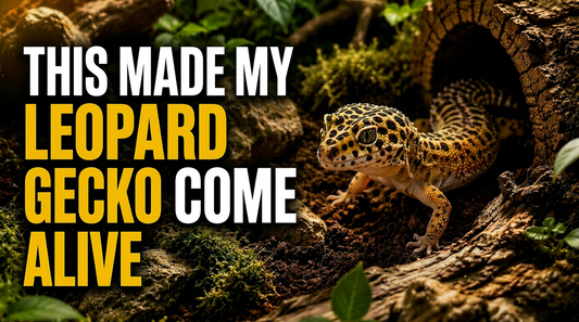 Why Bioactive Substrate Changes Leopard Gecko Behavior