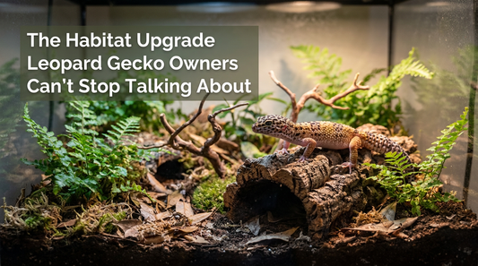 Why More Leopard Gecko Owners Are Switching to Bioactive Setups