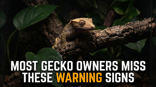 Signs Your Gecko Doesn’t Feel Safe in Its Enclosure
