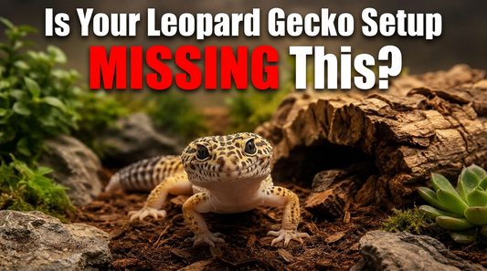 Is Your Leopard Gecko Setup Missing This?