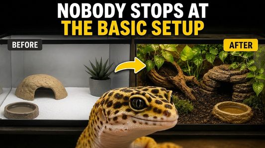 Why Leopard Gecko Owners Eventually Upgrade Their Tank