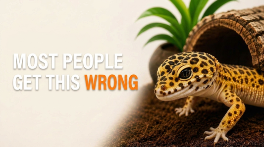 The Truth About Loose Substrate for Leopard Geckos (Most People Get This Wrong)