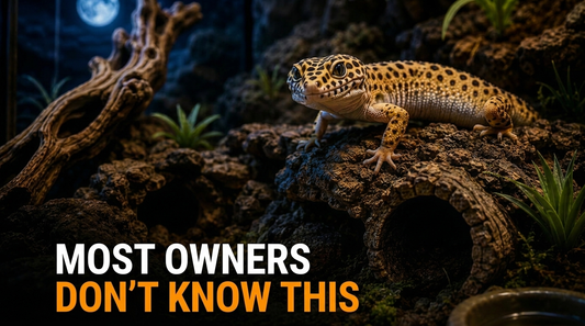 Why Leopard Geckos Are So Active at Night