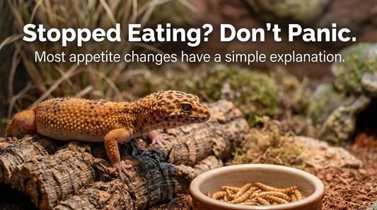 Why Won't My Leopard Gecko Eat? 5 Common Reasons Explained