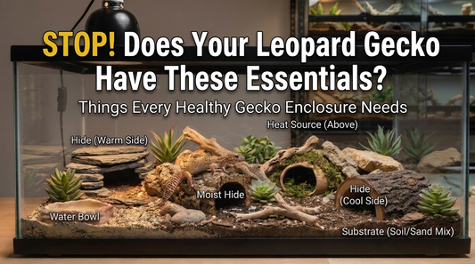 What Should a Leopard Gecko Enclosure Include?