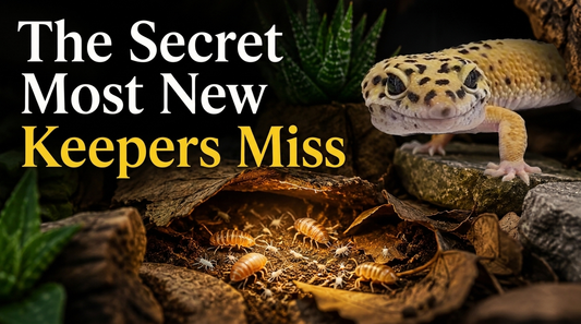 Best Cleanup Crew for Leopard Gecko Bioactive Tanks (And Why They Matter)