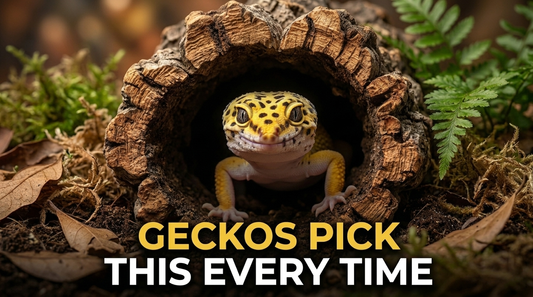 Why Do Leopard Geckos Love Cork Bark So Much?