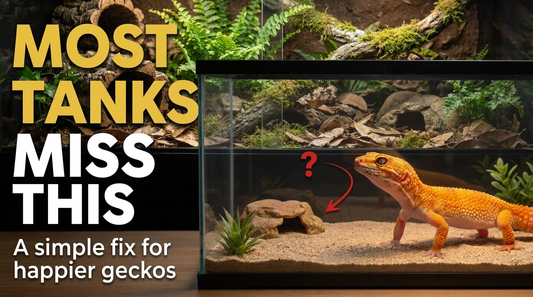 Leopard Gecko Tank Too Empty? 10 Signs Your Setup Needs More Cover