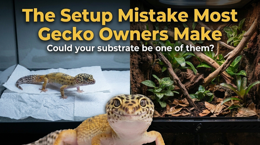 Bioactive vs Paper Towels: Which Substrate Is Better for Leopard Geckos?