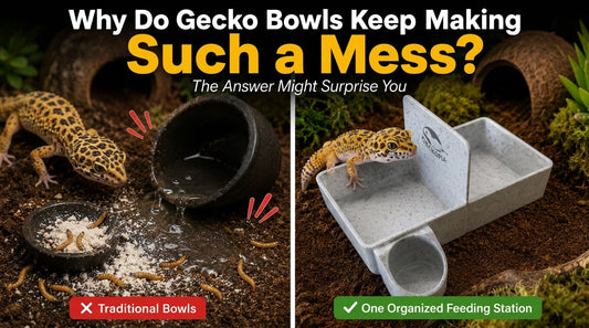 Tired of Tipped Bowls and Messy Tanks? (Here's the Trick Most Gecko Owners Miss)