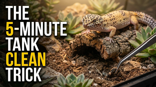 How to Clean a Leopard Gecko Tank (Without Replacing All the Substrate)