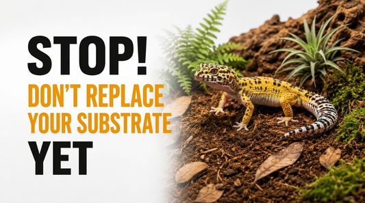 How Often Should You Replace Leopard Gecko Substrate?