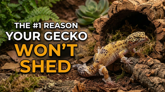 Why Is My Leopard Gecko Having Trouble Shedding? (8 Common Causes and Easy Fixes)