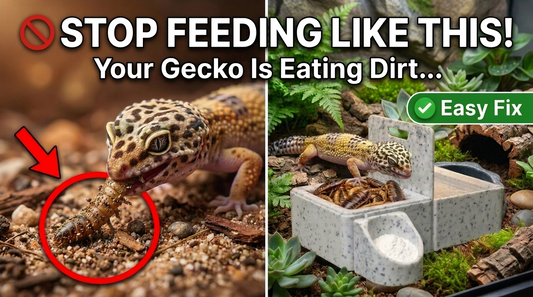 Why Does My Gecko Keep Getting Substrate in Its Food? (And How to Prevent It)