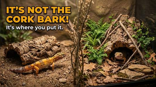 Why Your Reptile Ignores Cork Bark (It Might Be Where You Put It)