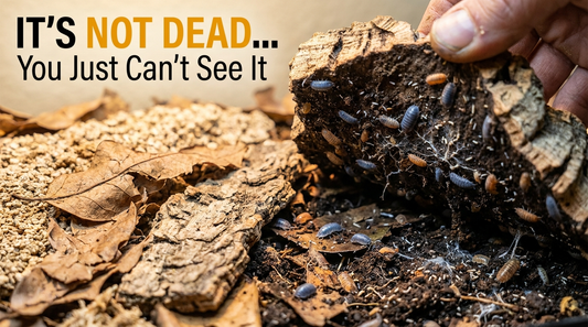 Why Your Bioactive Substrate Looks Dead (And How to Bring It Back to Life)